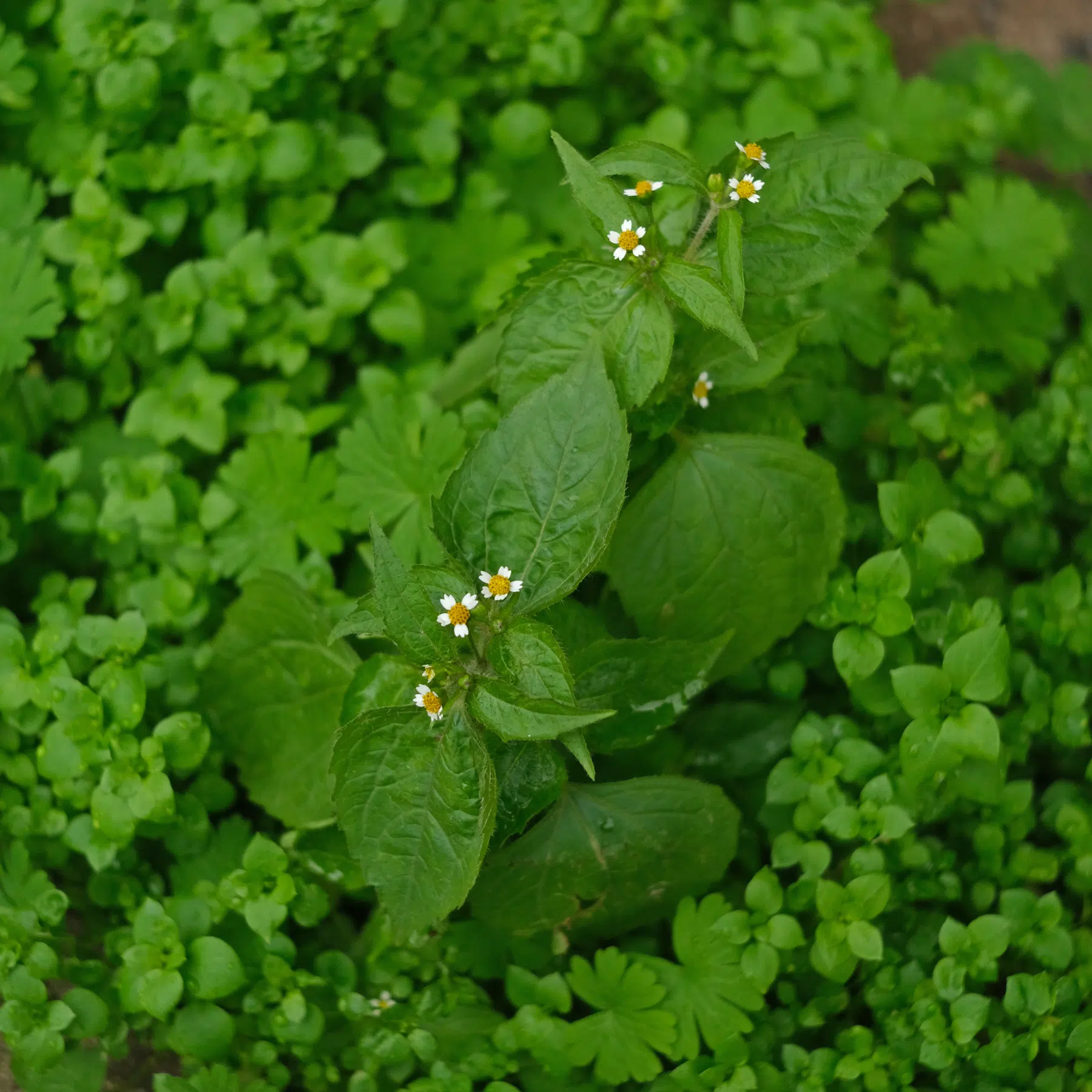 Hairy Galinsoga and Chickweed
