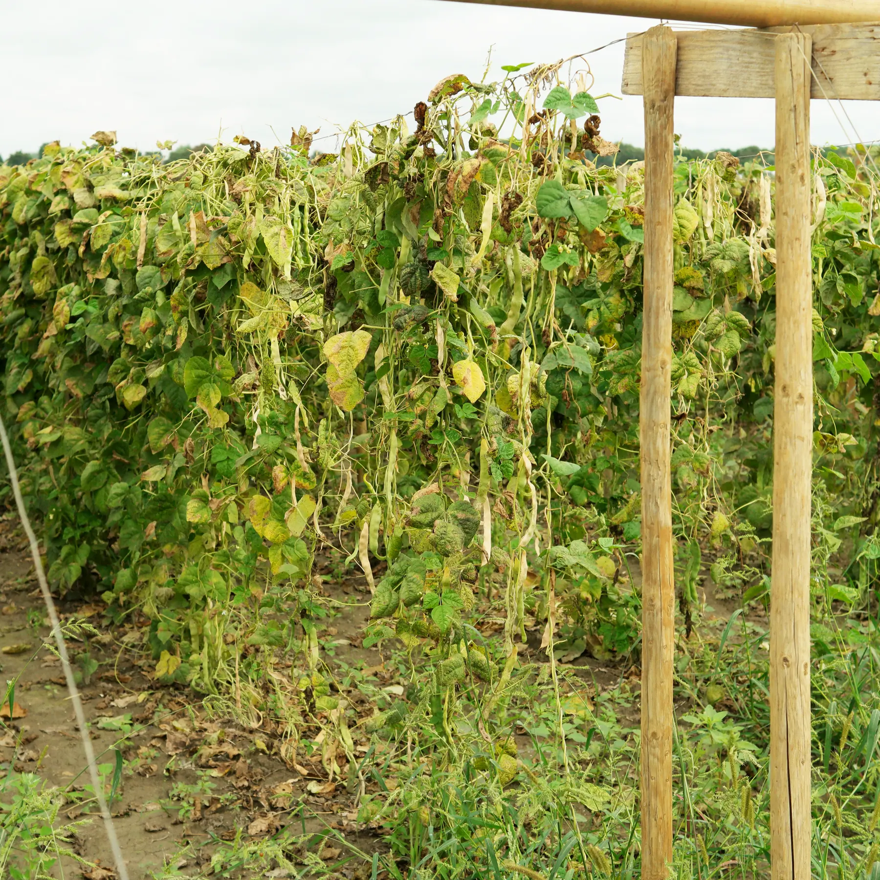 Pole beans in a field