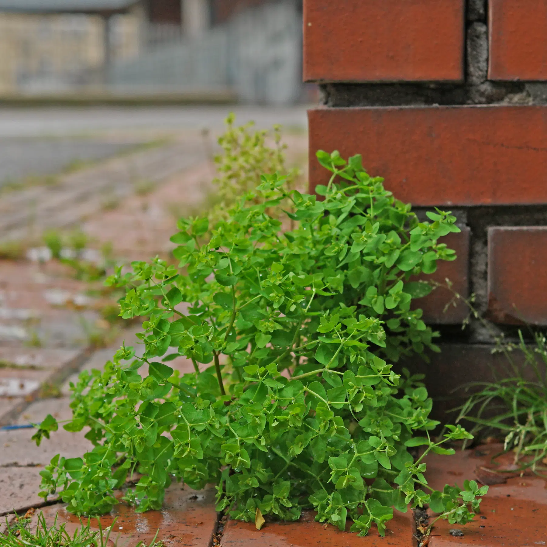 Petty Spurge Euphorbia peplus