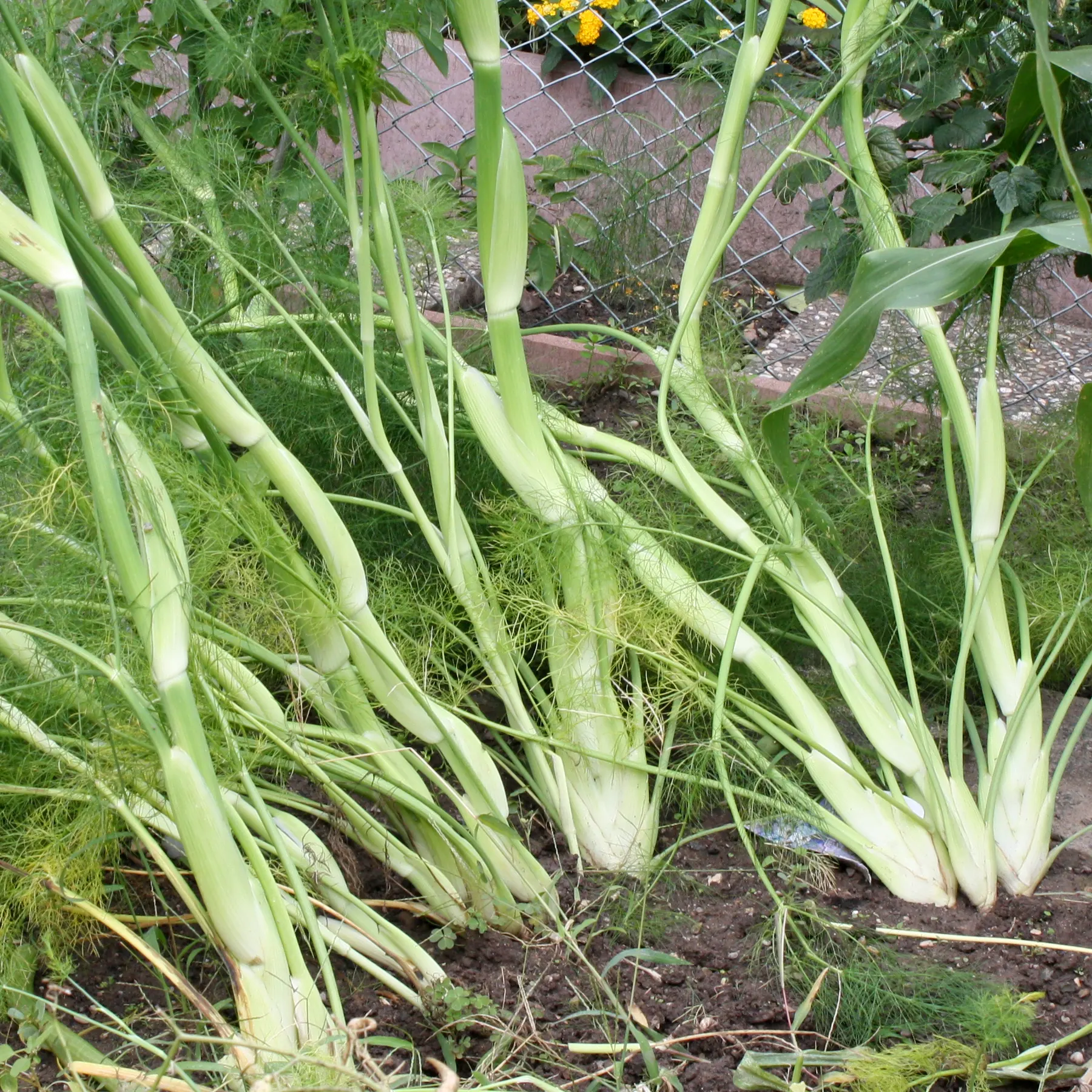 fennel in the garden