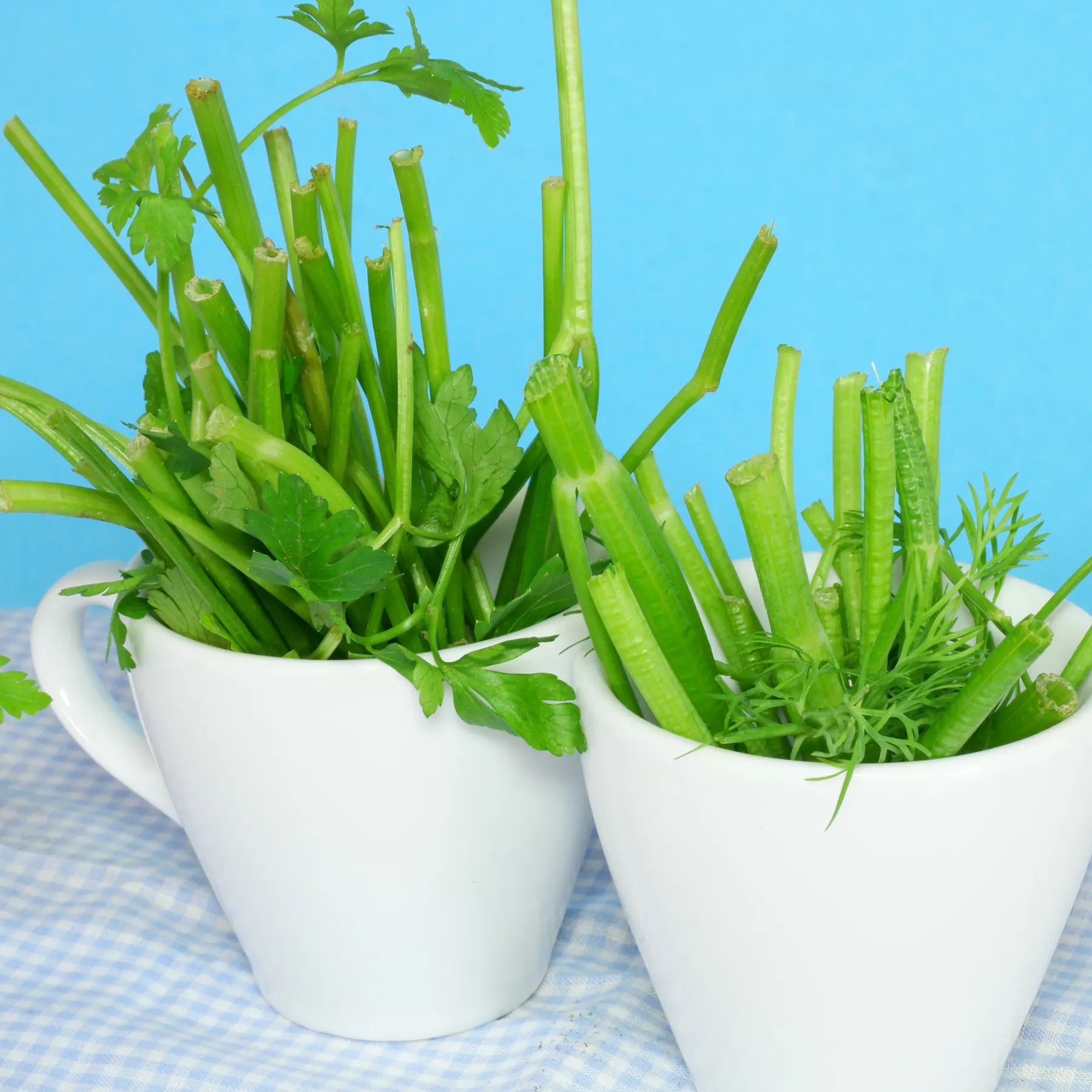 stems of parsley and dill