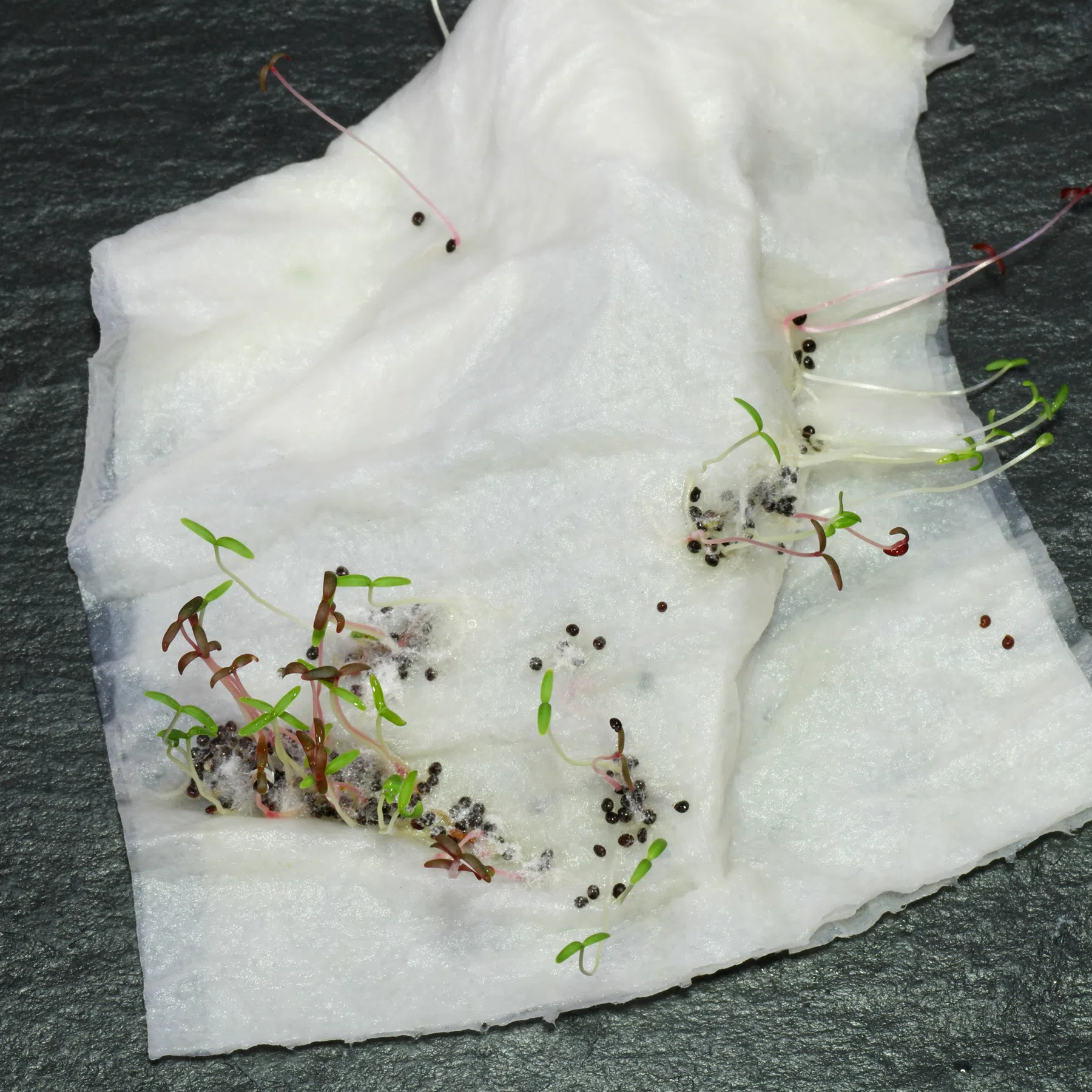 Amaranthus on kitchen paper
