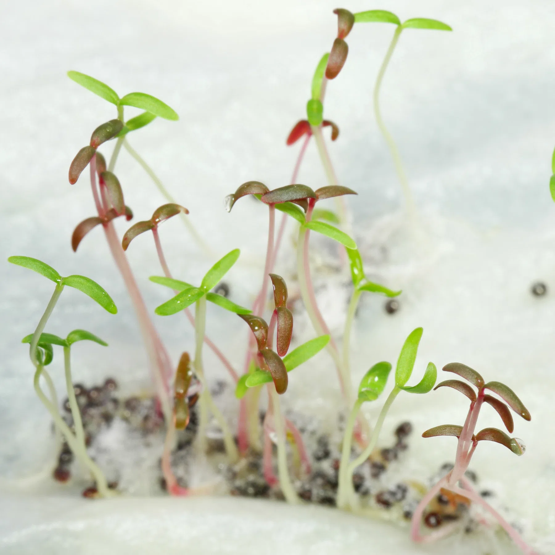 Amaranthus seedlings