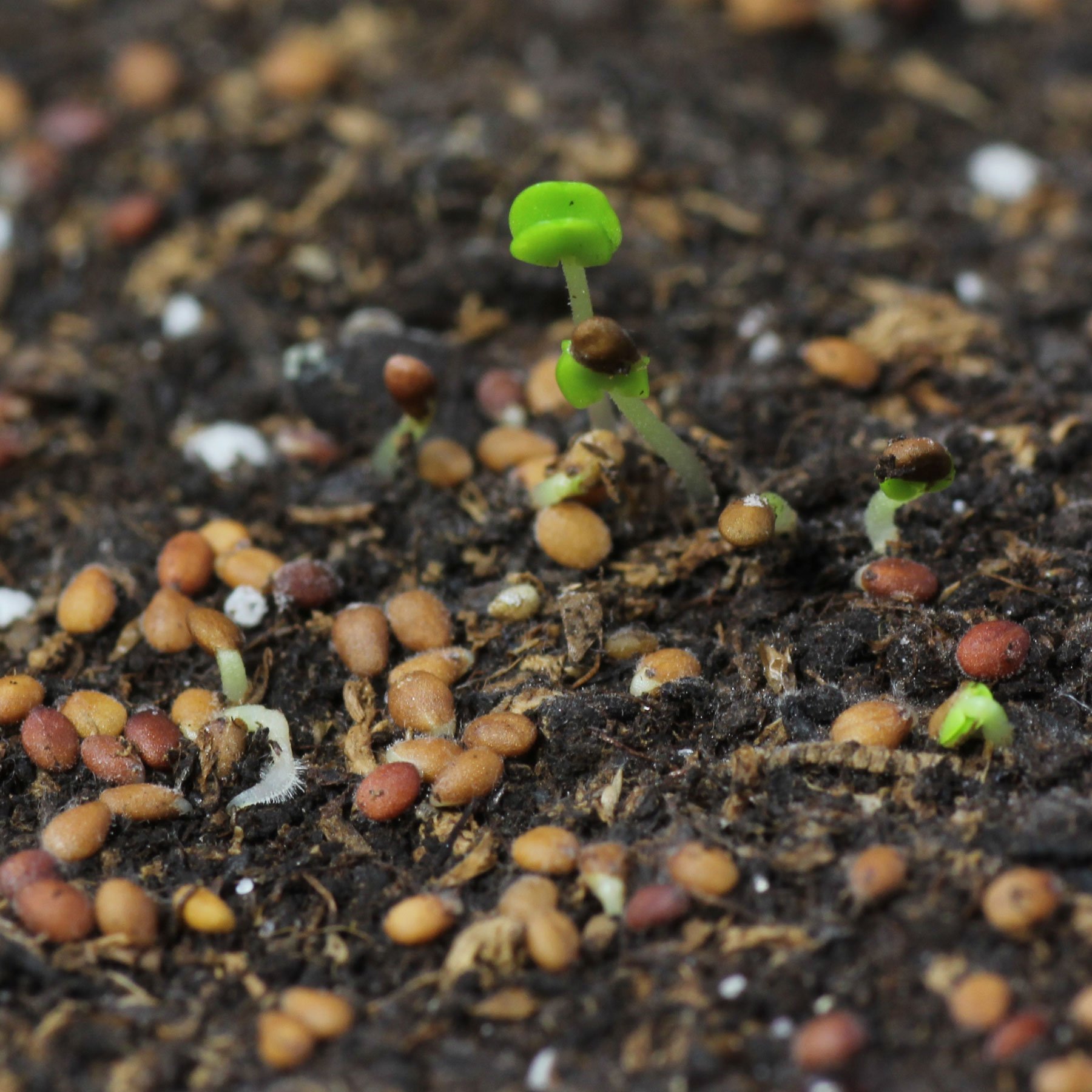 Oregano germinating seeds