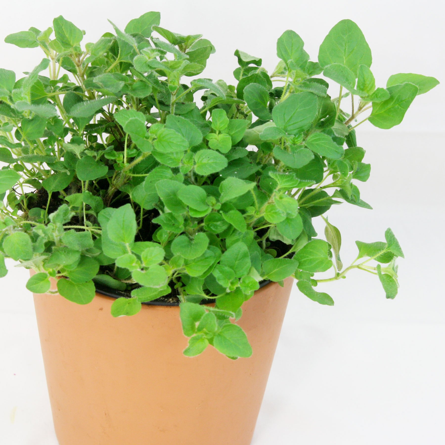 Oregano in a pot