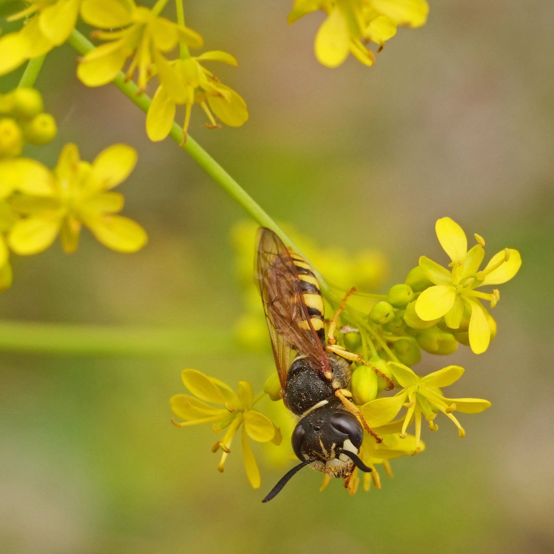 Wasp on dyers woad