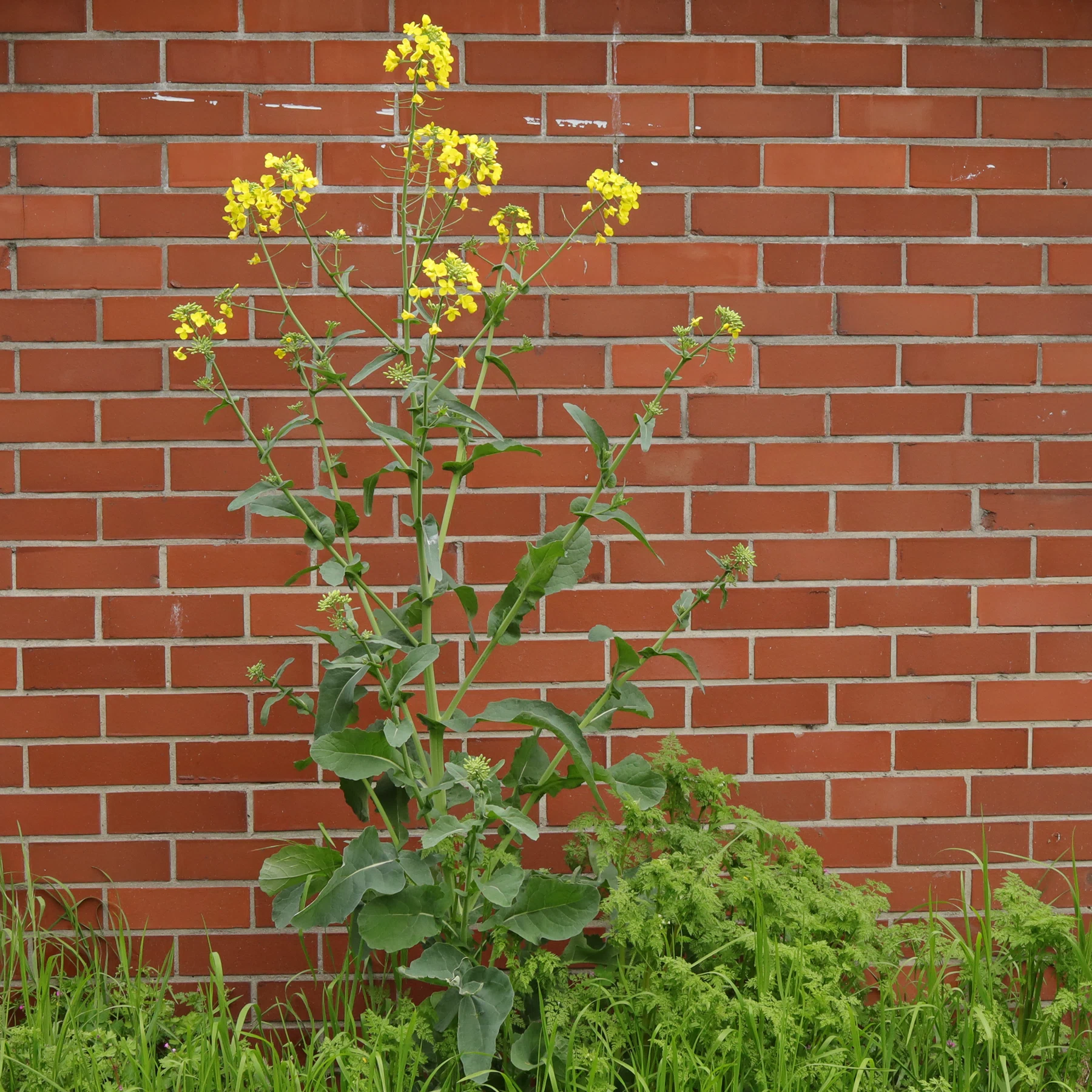 Oilseed Rape in front of a wall