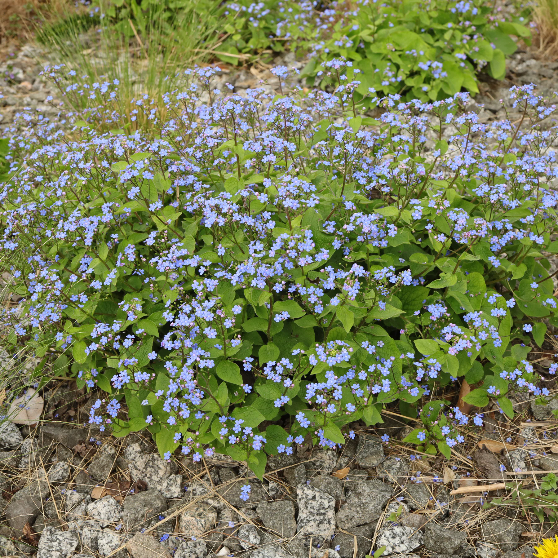 Brunnera macrophylla in a gravel garden
