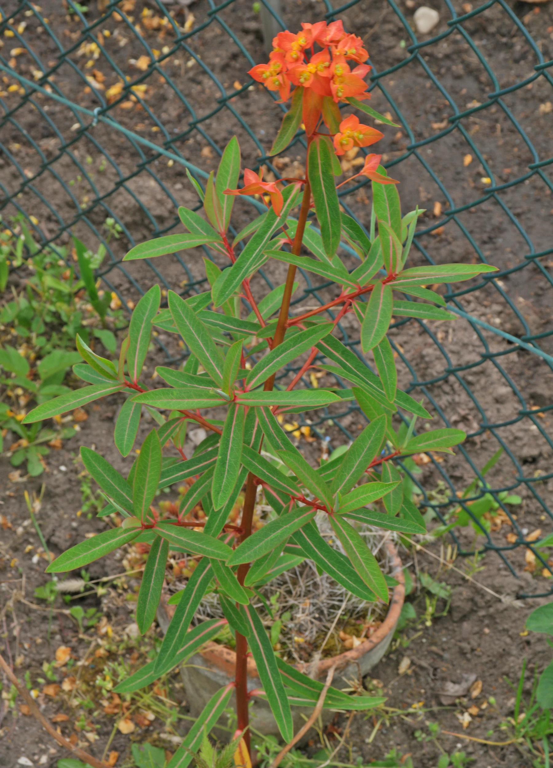 Euphorbia griffithii Dixter