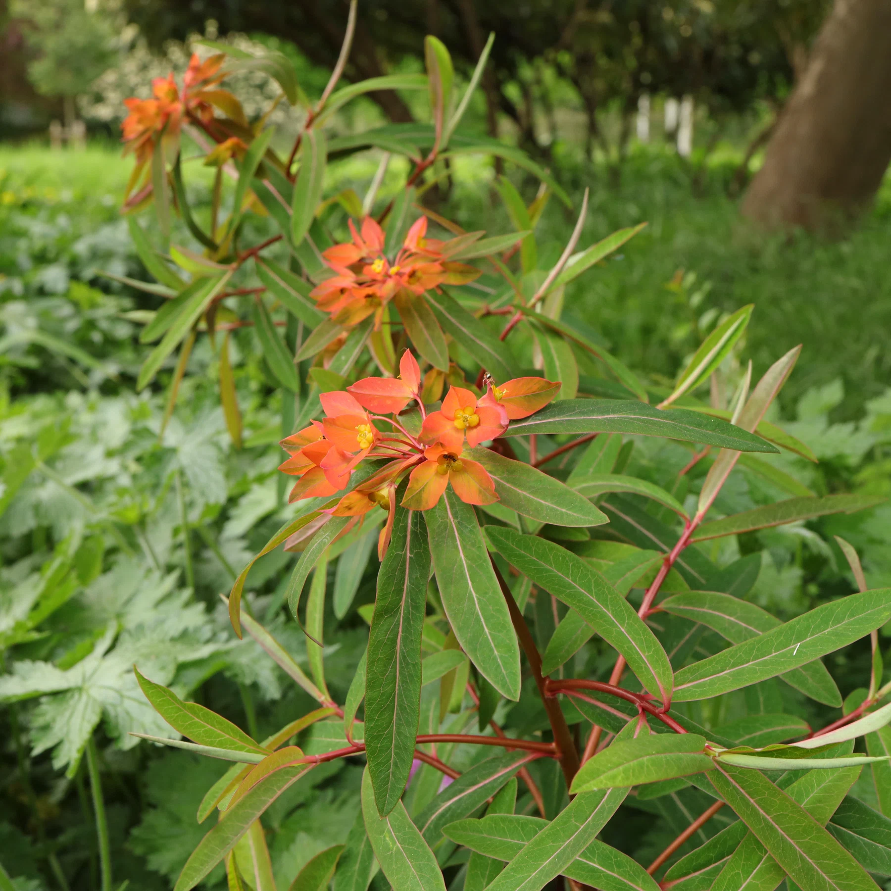 Euphorbia griffithii Griffiths spurge