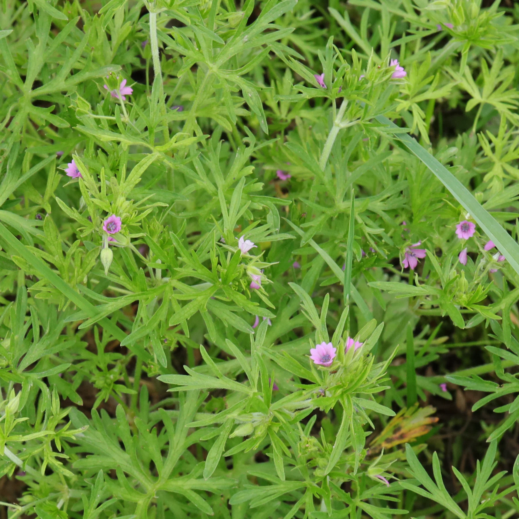 Geranium dissectum Cut Leaved Crane's Bill