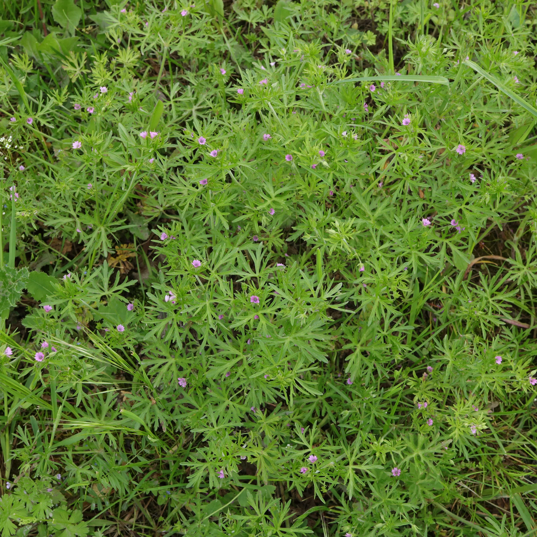Geranium dissectum in meadow