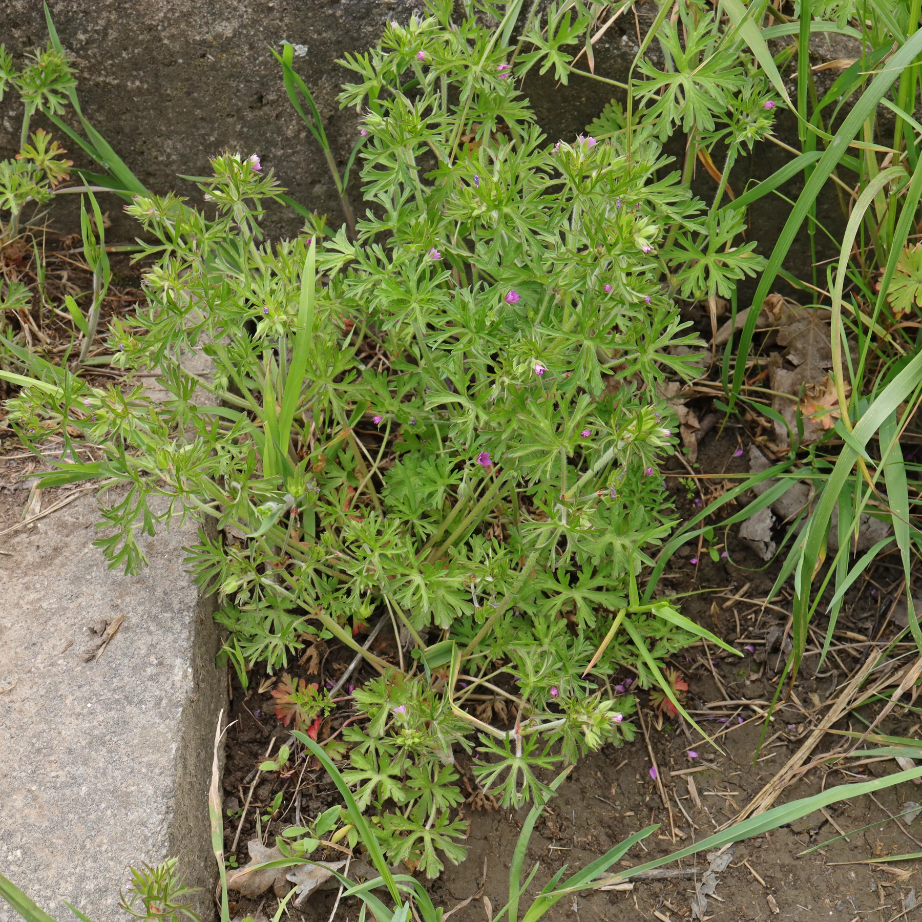 Geranium dissectum on a stair
