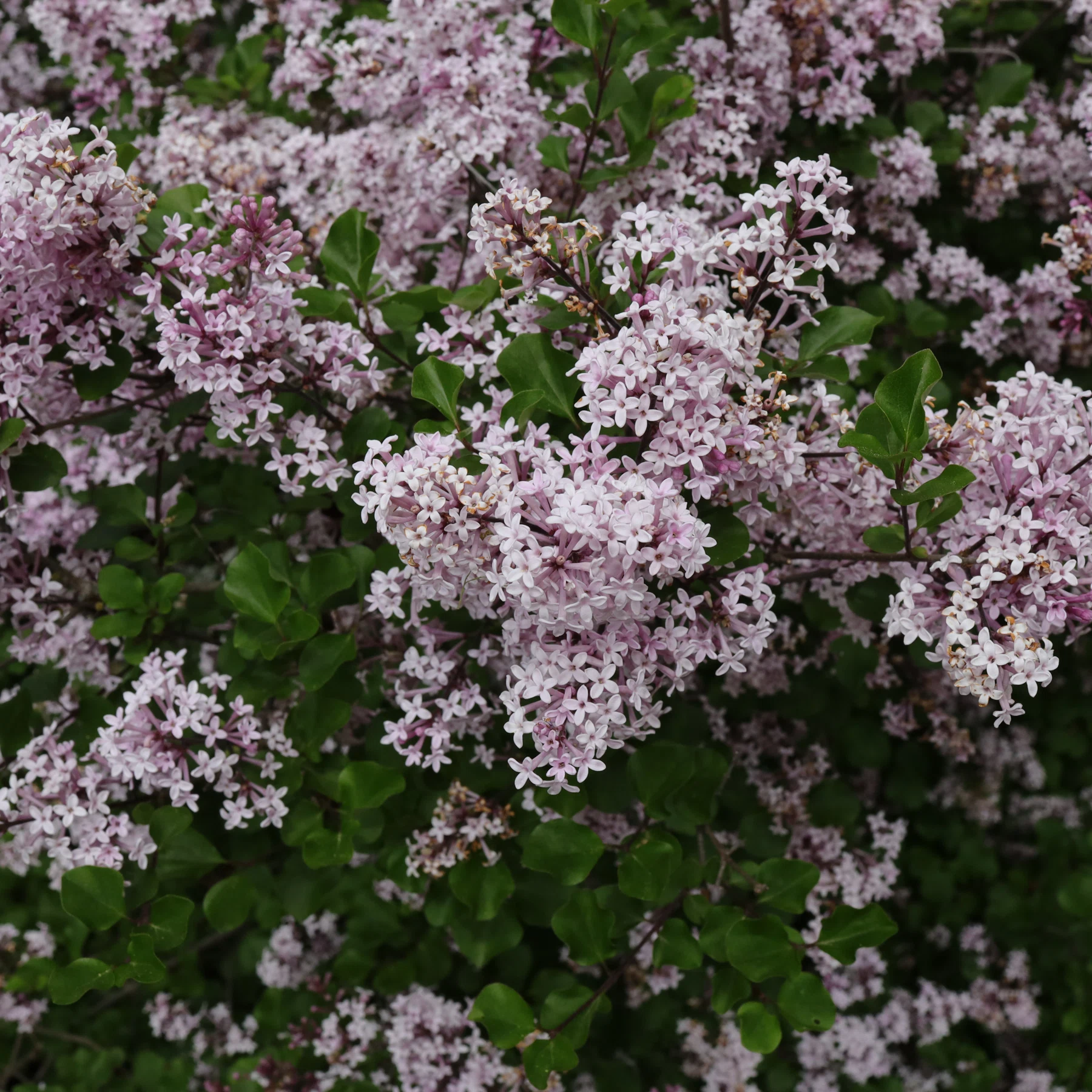 Korean lilac