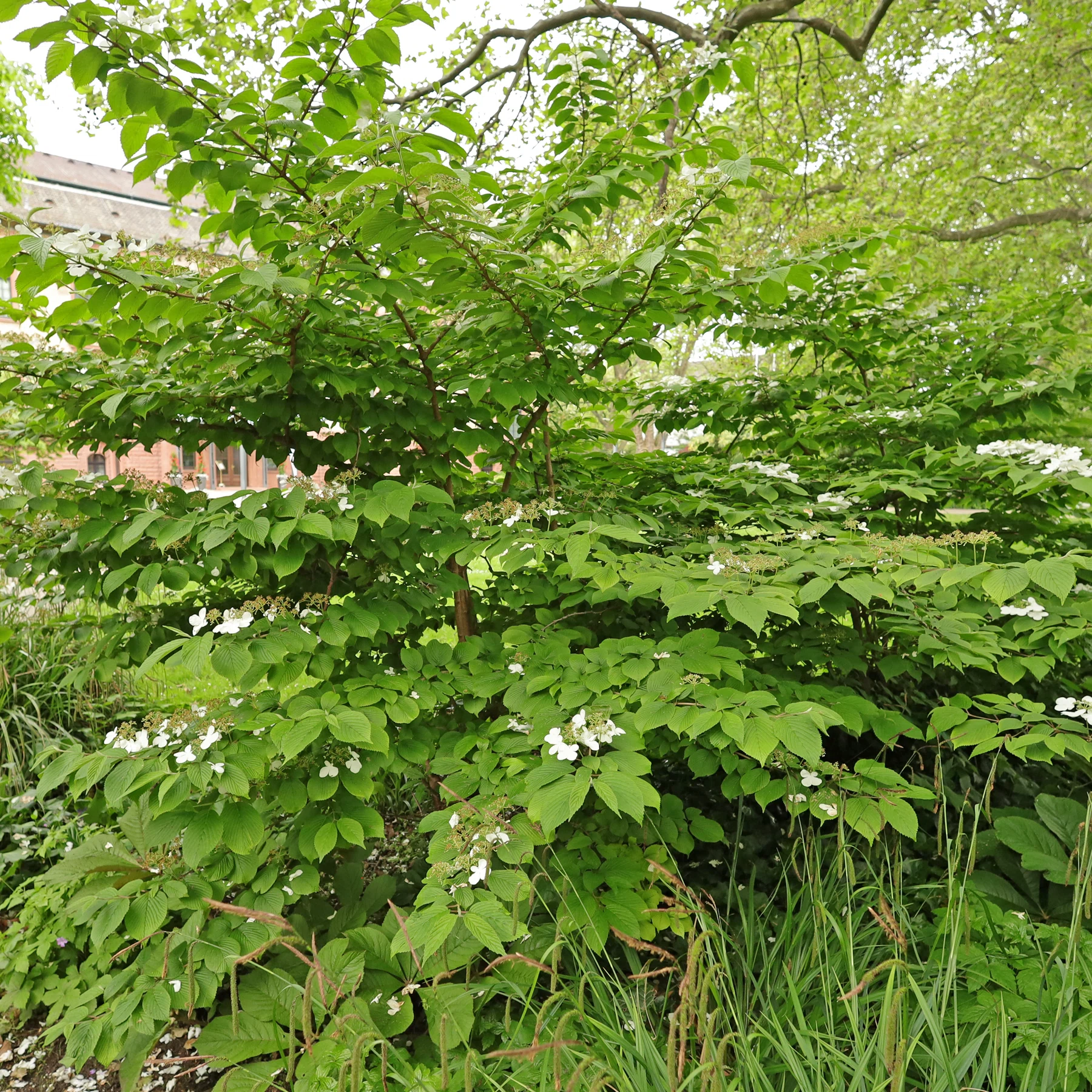 Viburnum plicatum