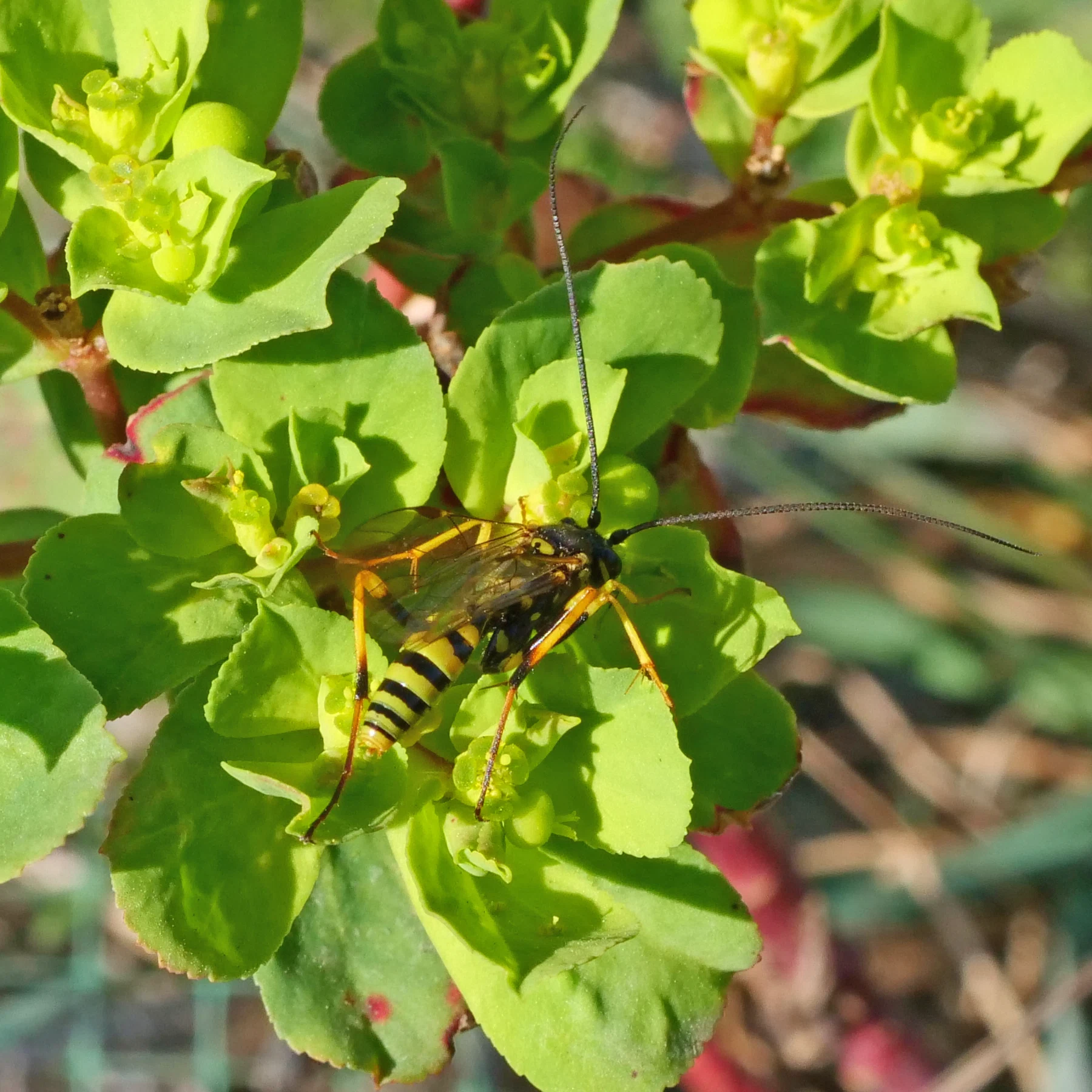 wasp on sun spurge