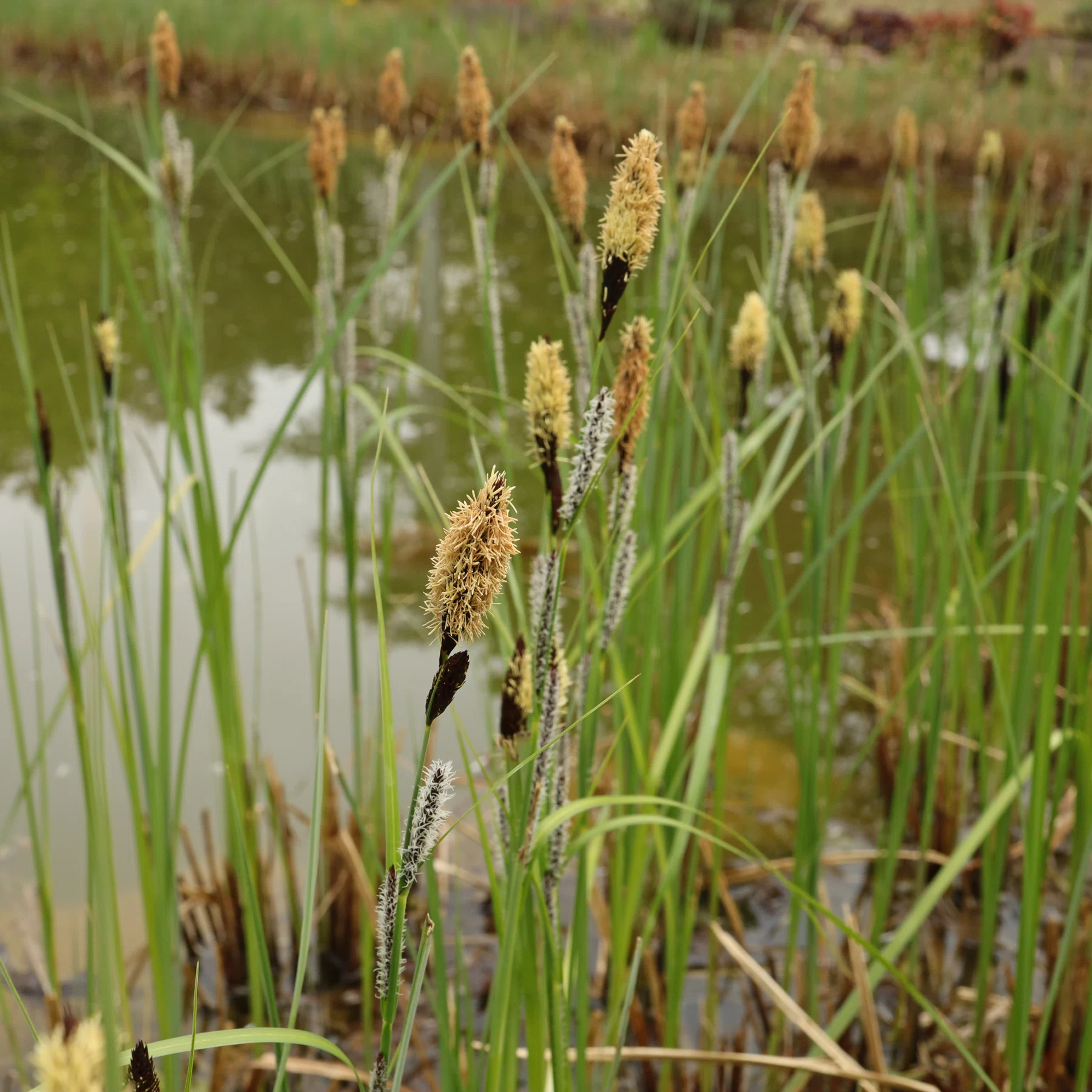 pond sedge