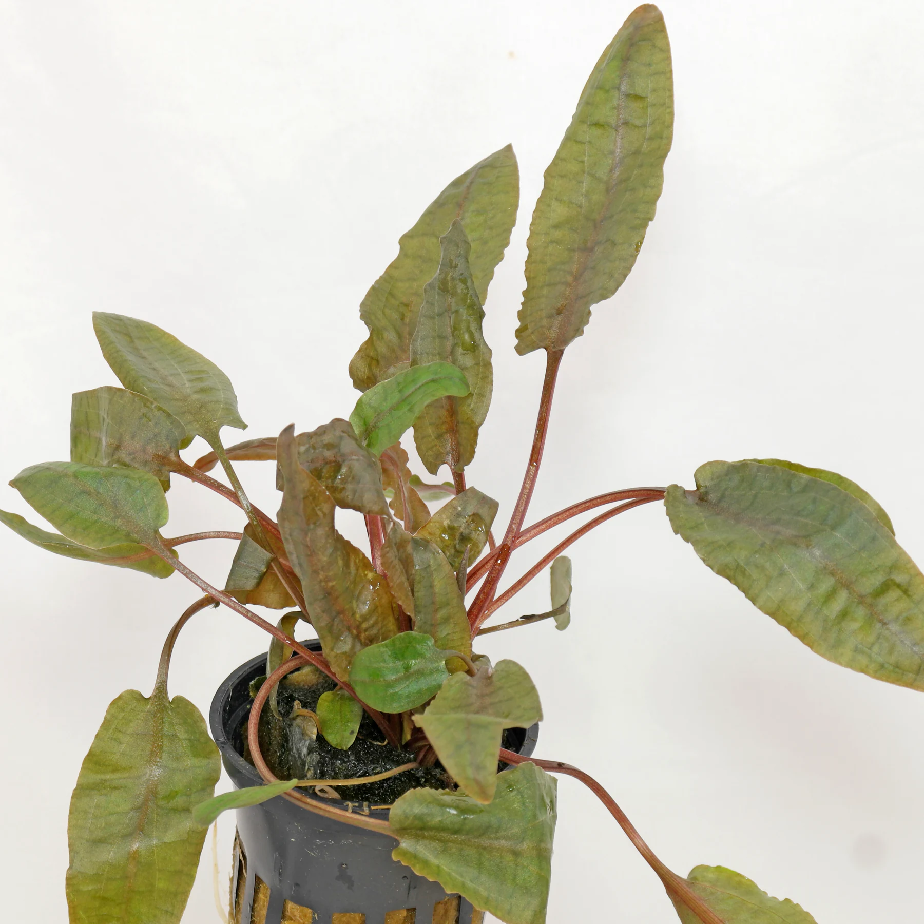 Cryptocoryne wendtii Mi Oya