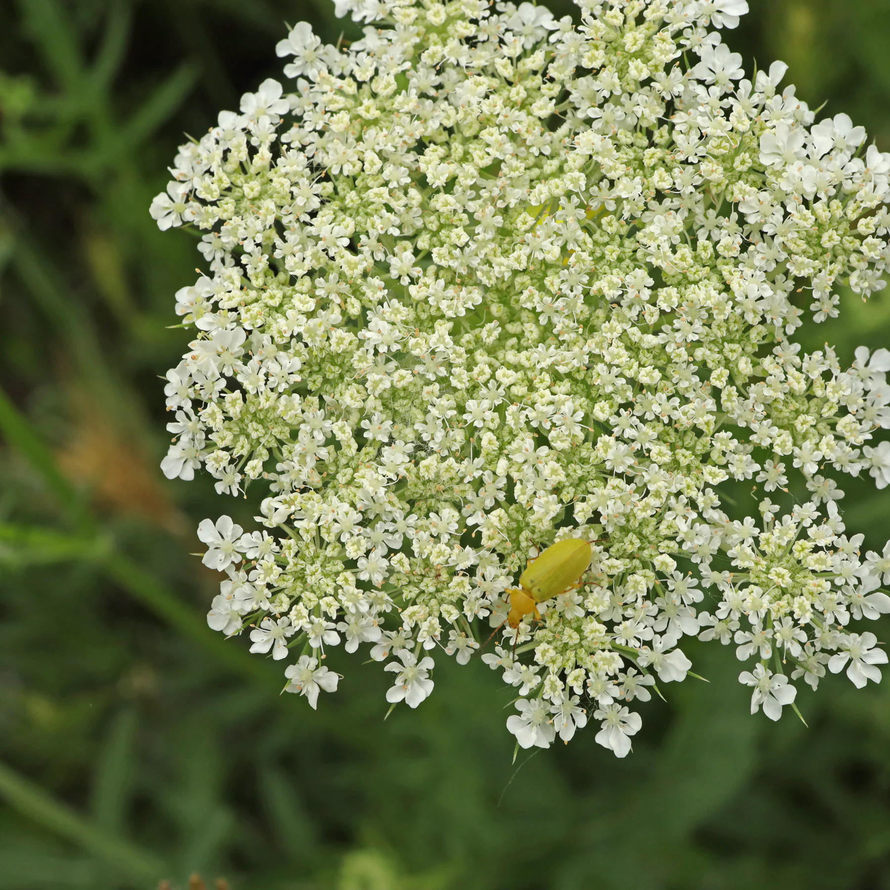 Cteniopus flavus on wild carrot