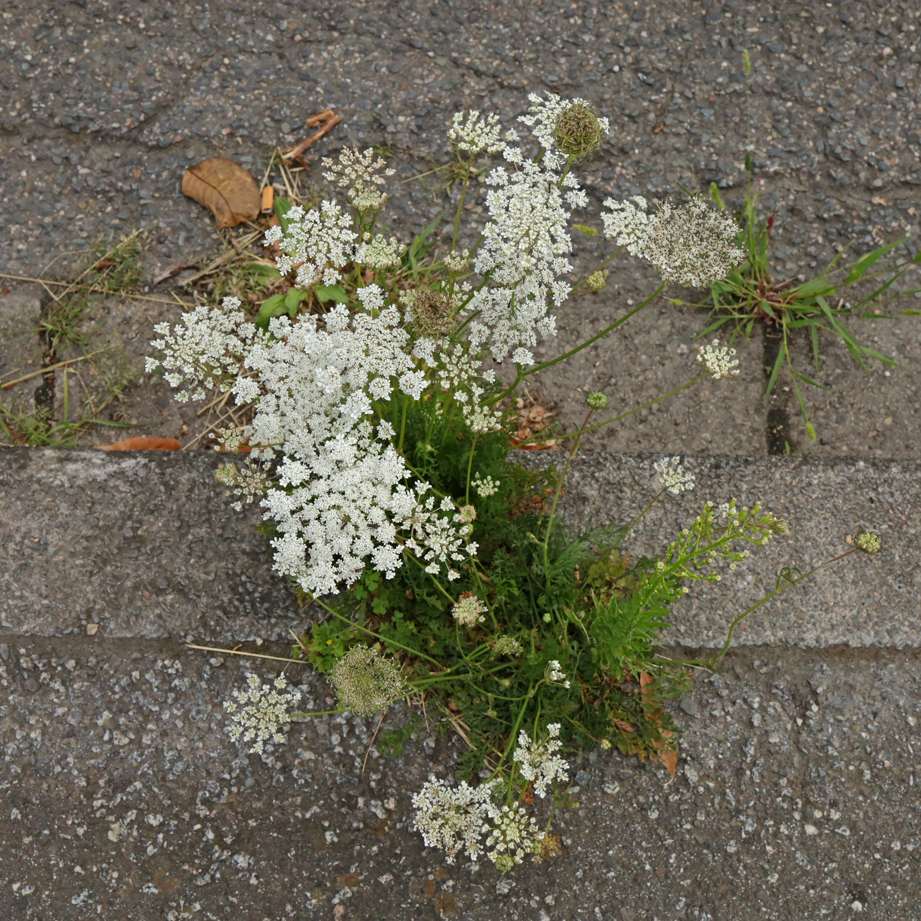 Daucus carota subsp. carota