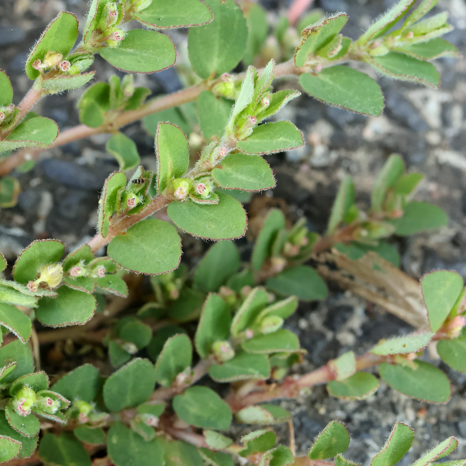 Euphorbia prostrata