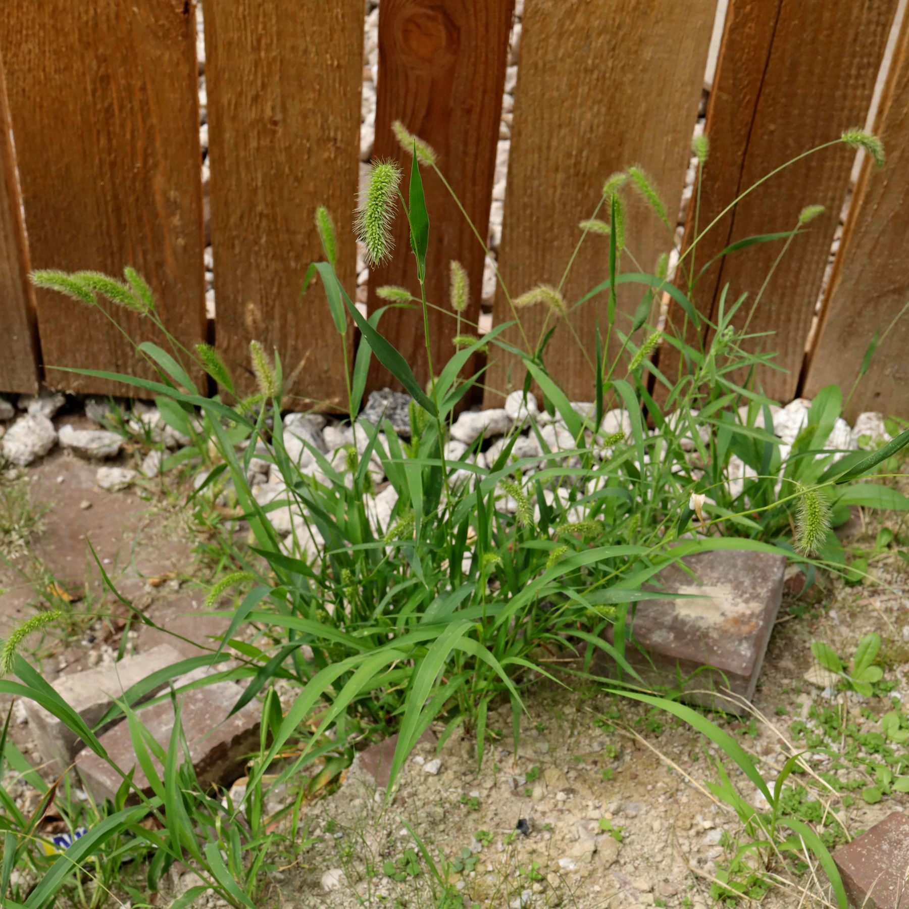 Green foxtail Setaria viridis