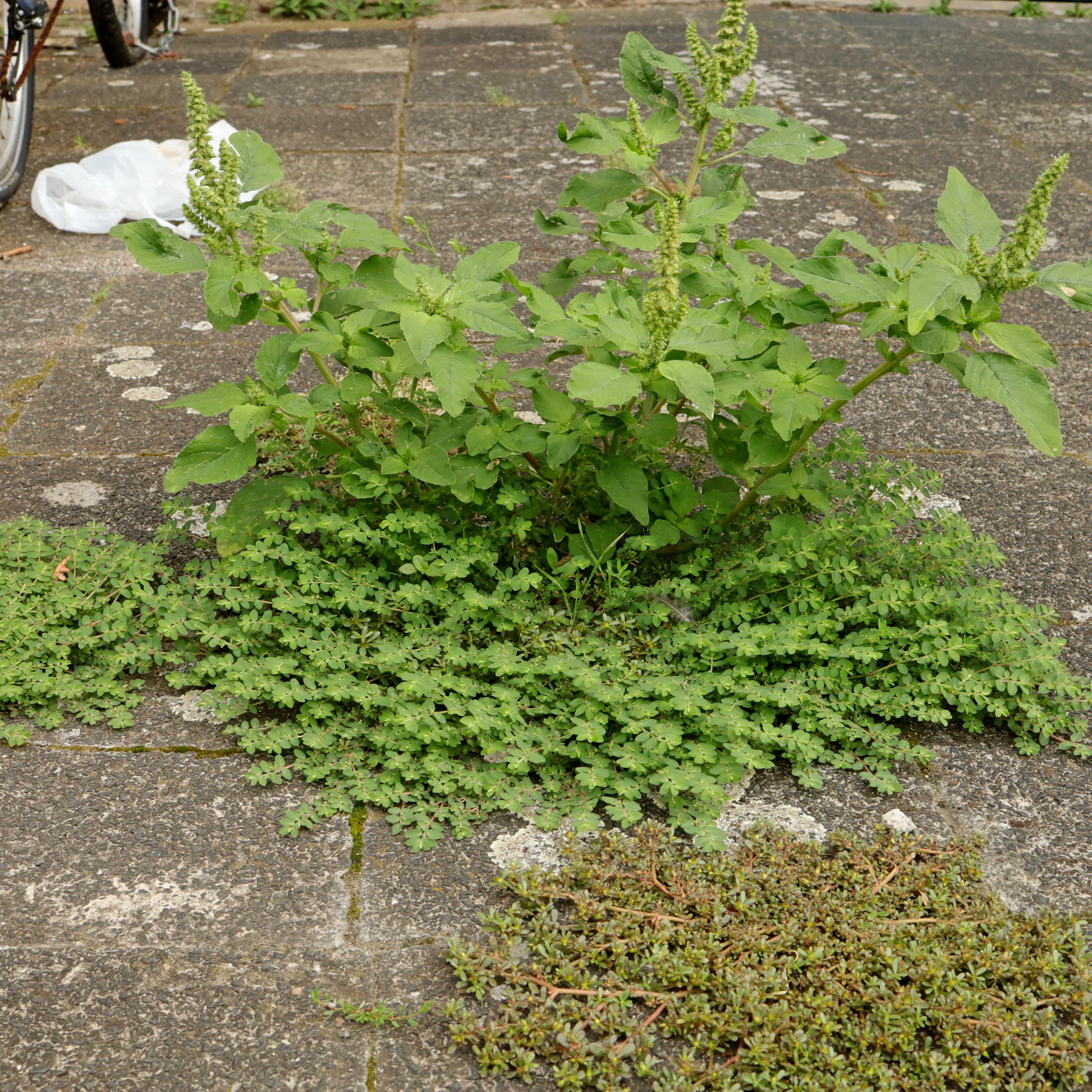 Prostrate spurge with amaranth and common purslane