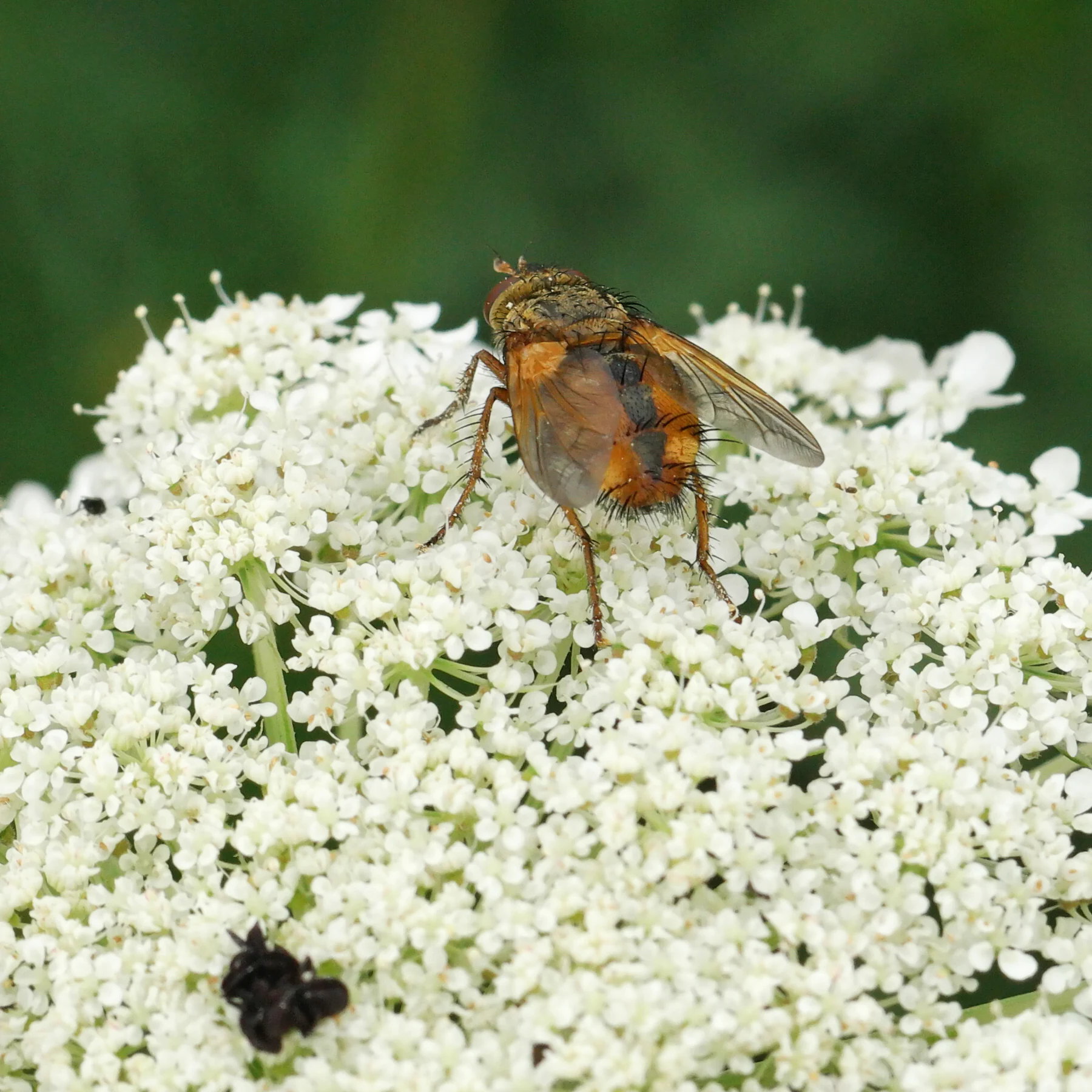 Tachina fera on carrot