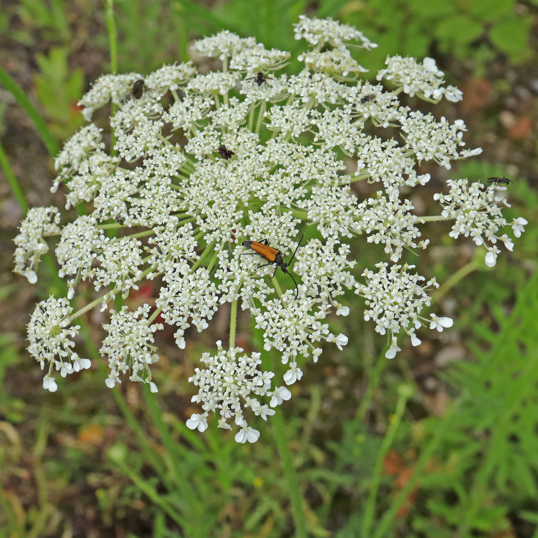 insects on wild carrot