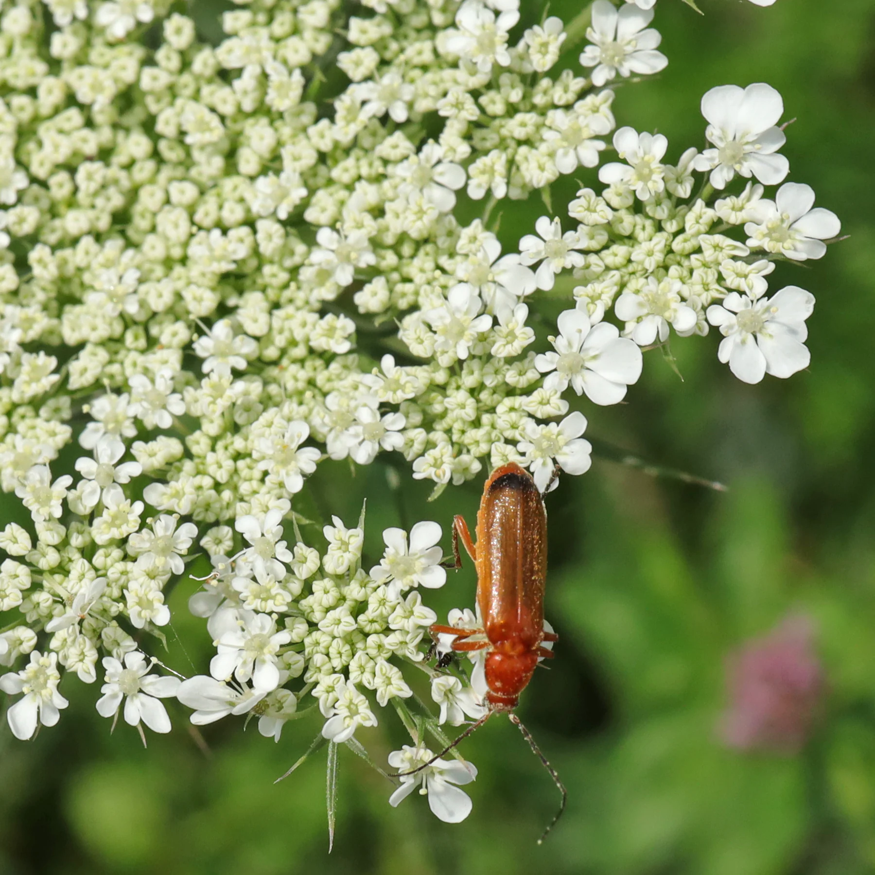 red soldier beetle on wild carrot