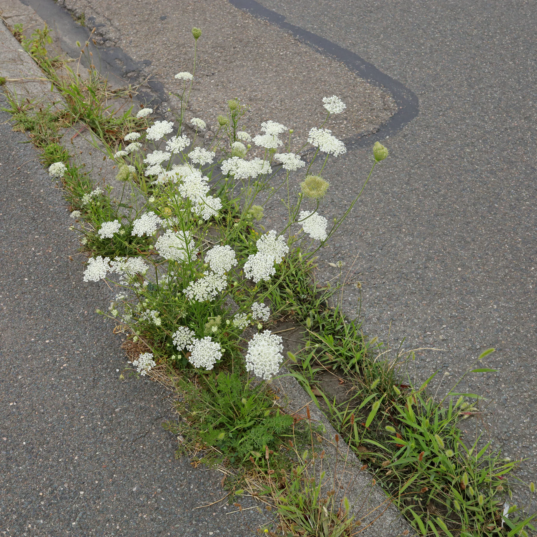 wild carrot at roadside