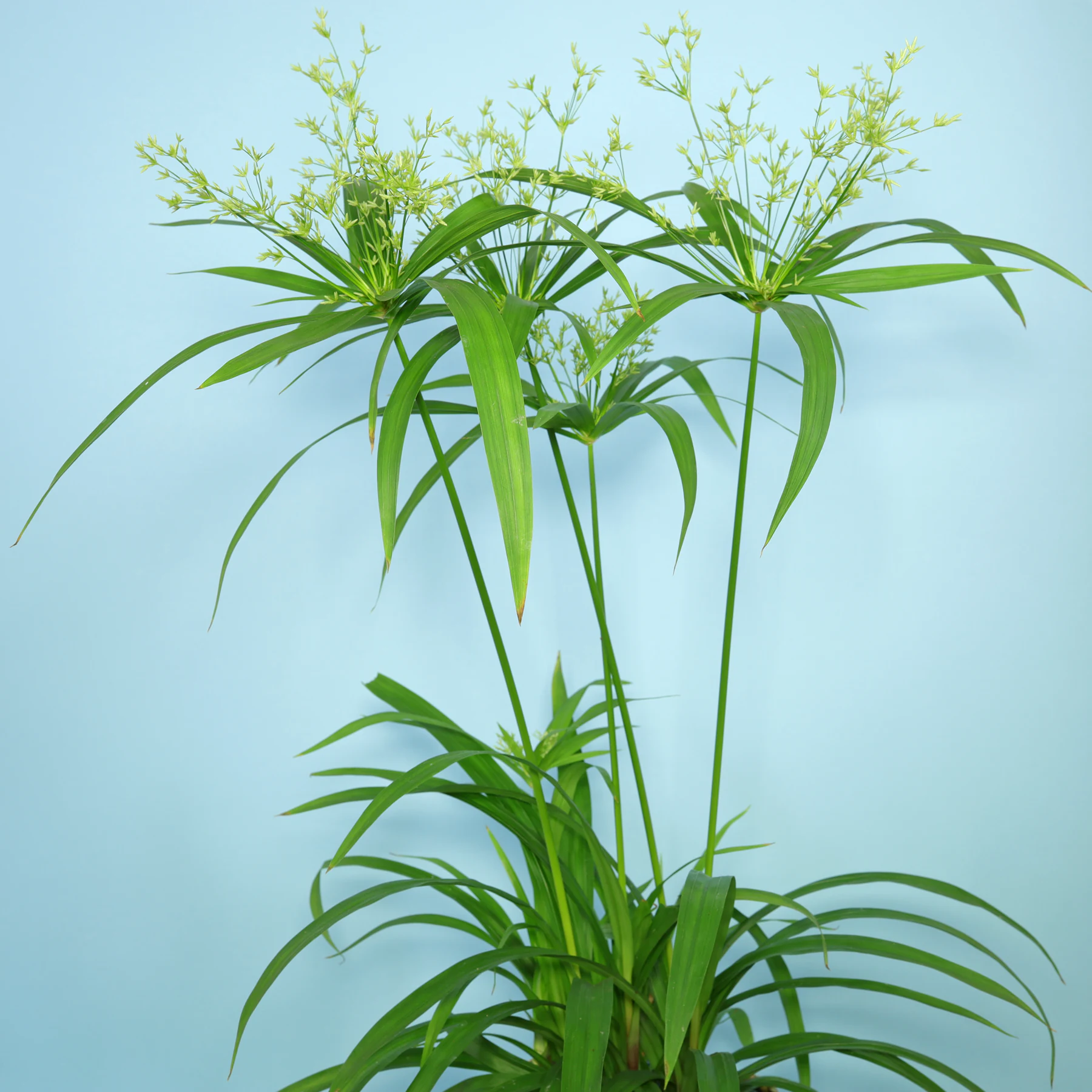 Cyperus diffusus umbrella plant