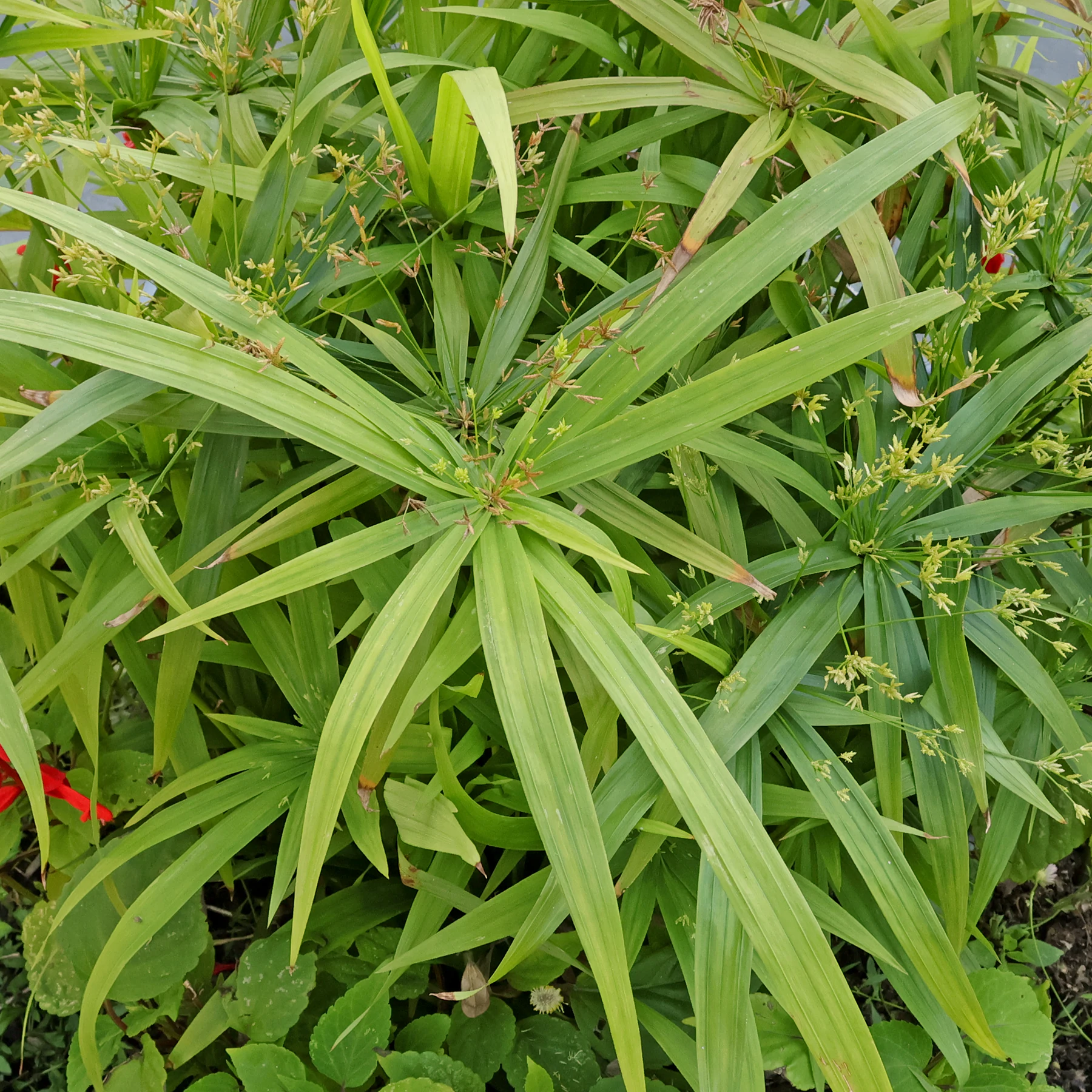 Cyperus diffusus