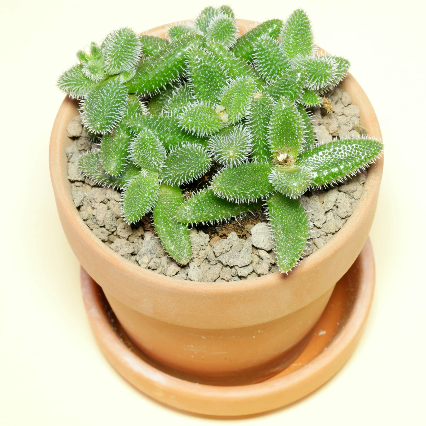 Delosperma echinatum