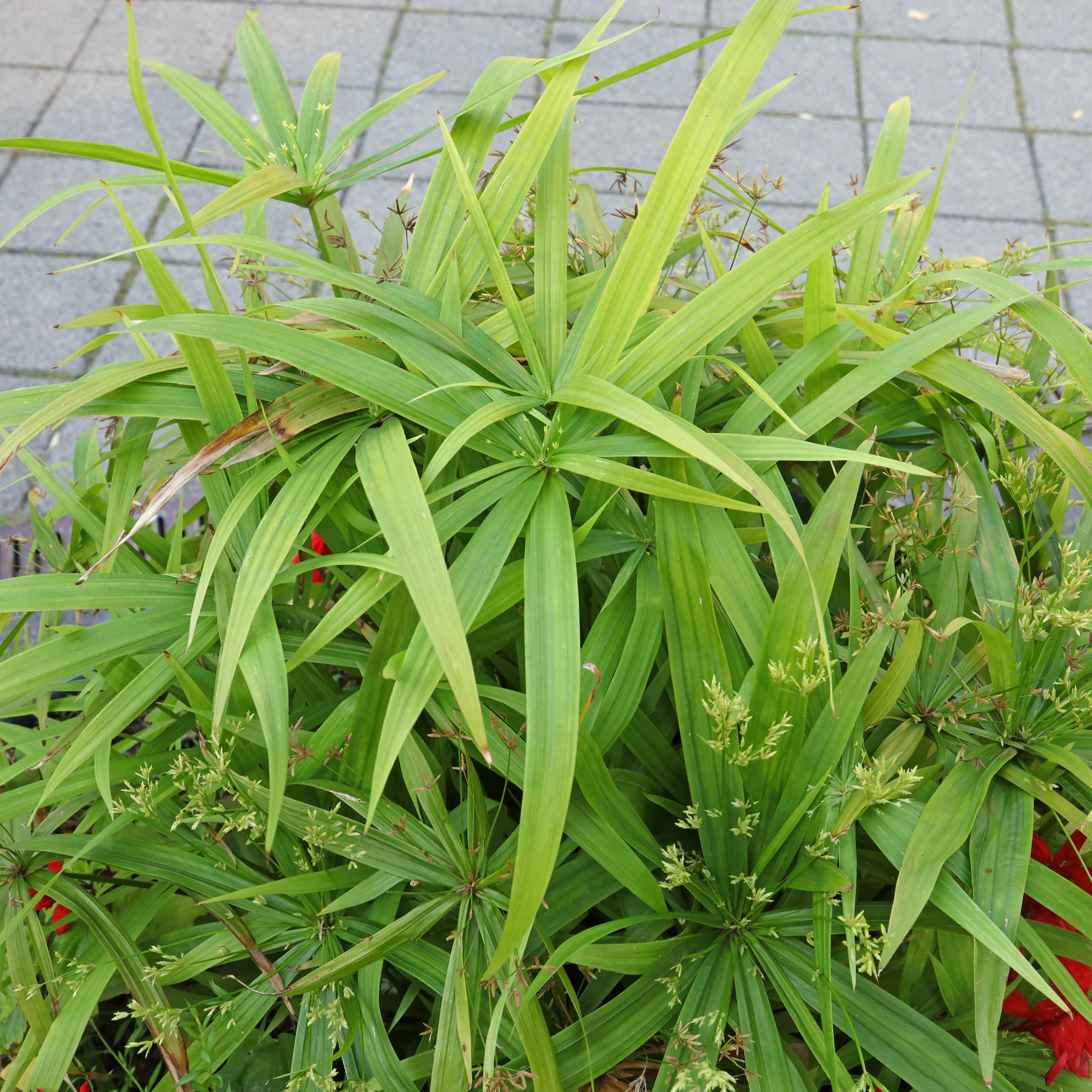 Dwarf Umbrella Sedge Cyperus diffusus