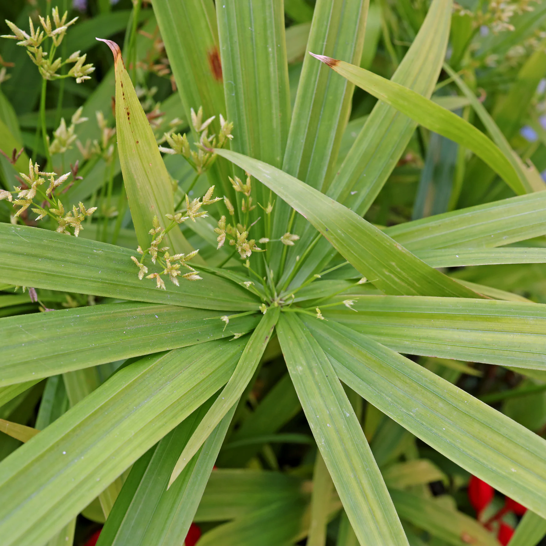 Dwarf Umbrella Sedge