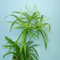 dwarf umbrella sedge plant care