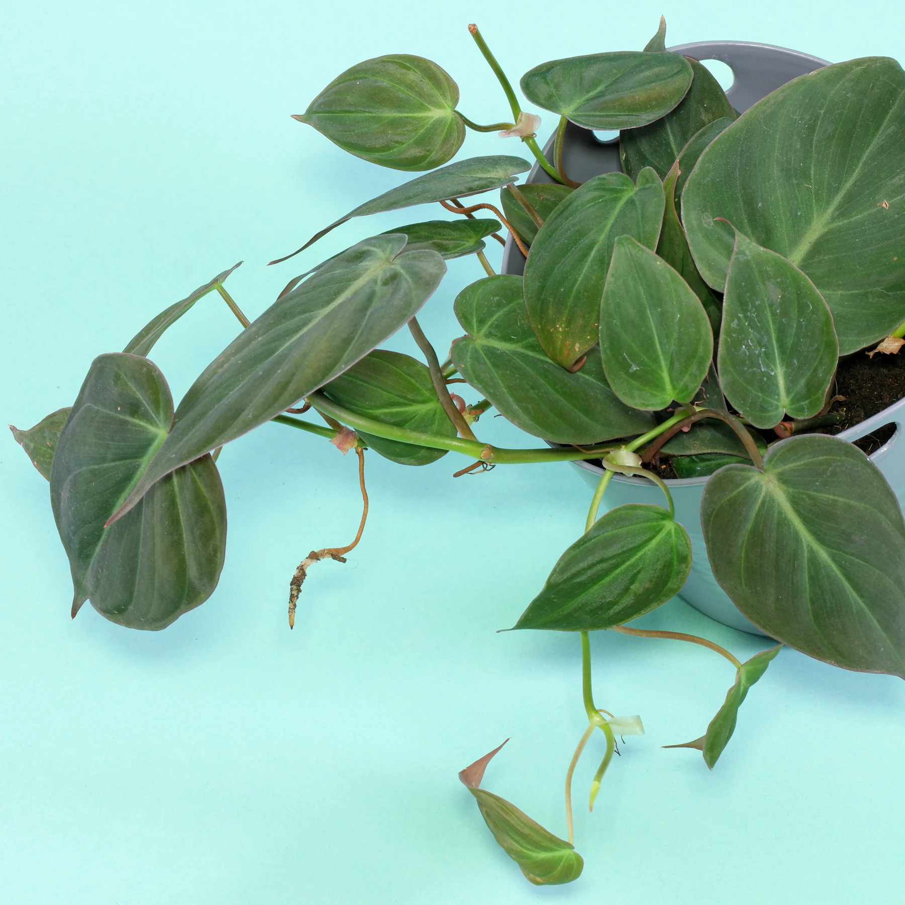 velvet philodendron