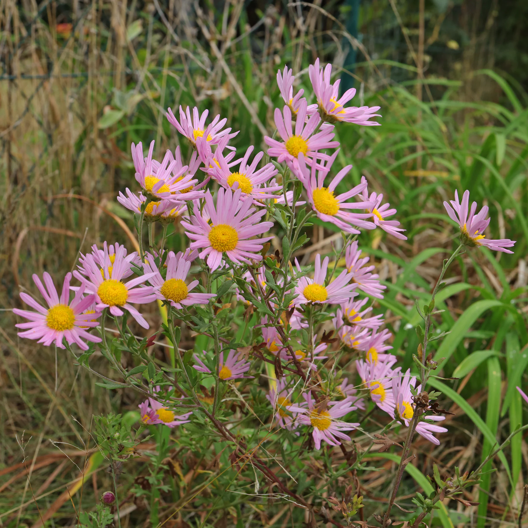 Chrysanthemum zawadskii Clara Curtis