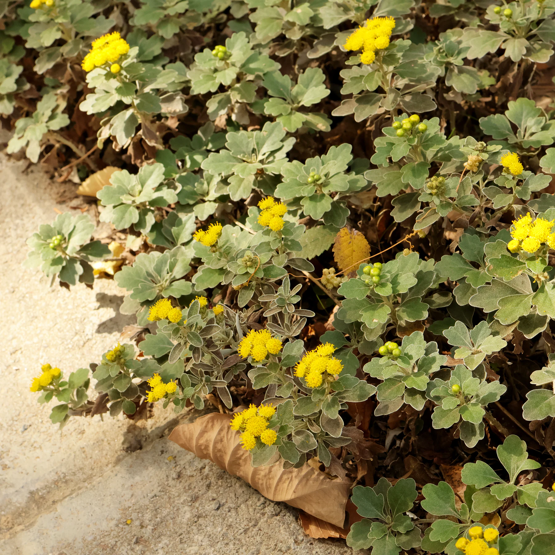 Gold and Silver Chrysanthemum Ajania pacifica