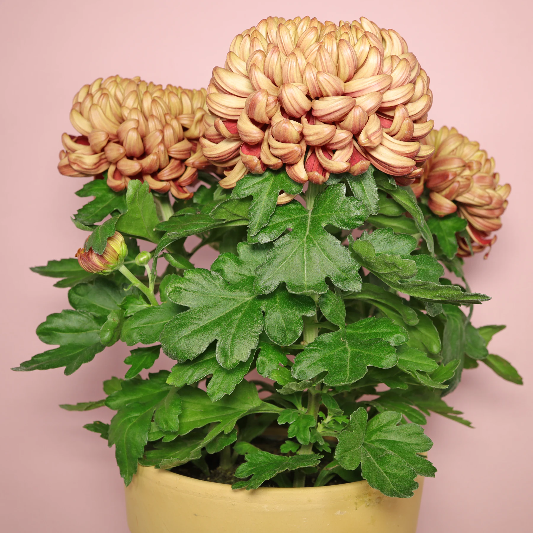 Incurved chrysanthemum