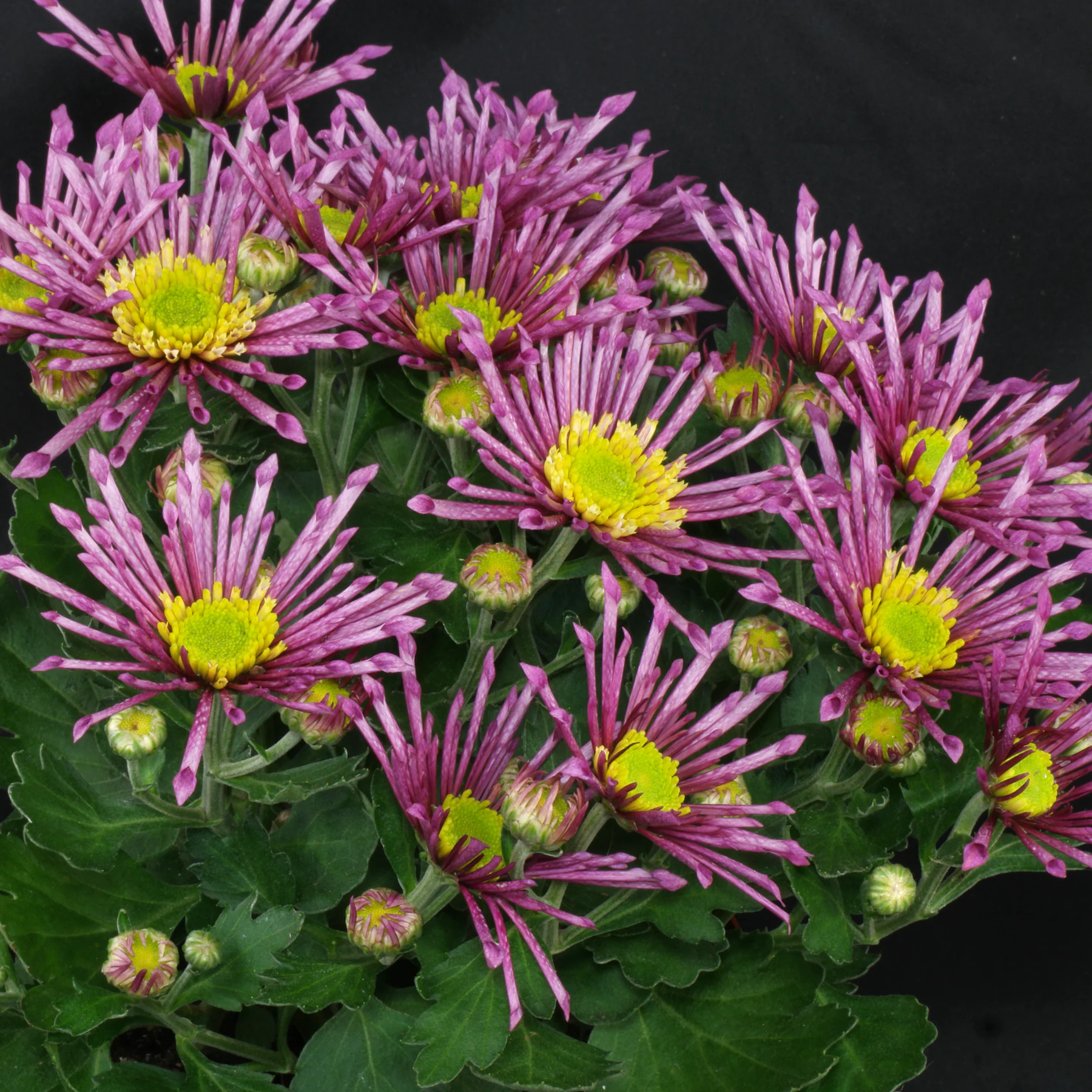 Spoon Chrysanthemum