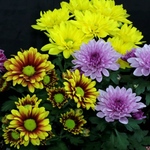 Types of Chrysanthemums