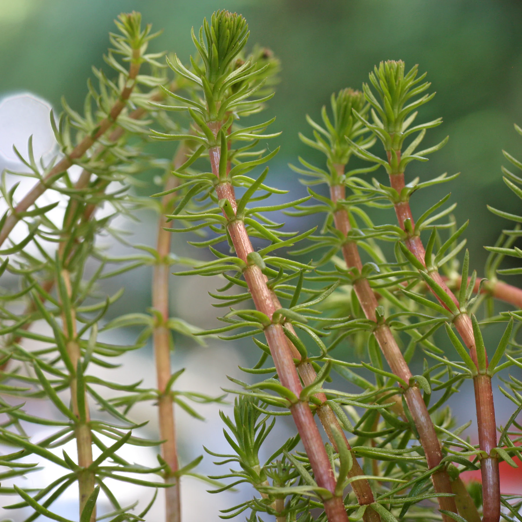 Hippuris vulgaris (mare’stail)
