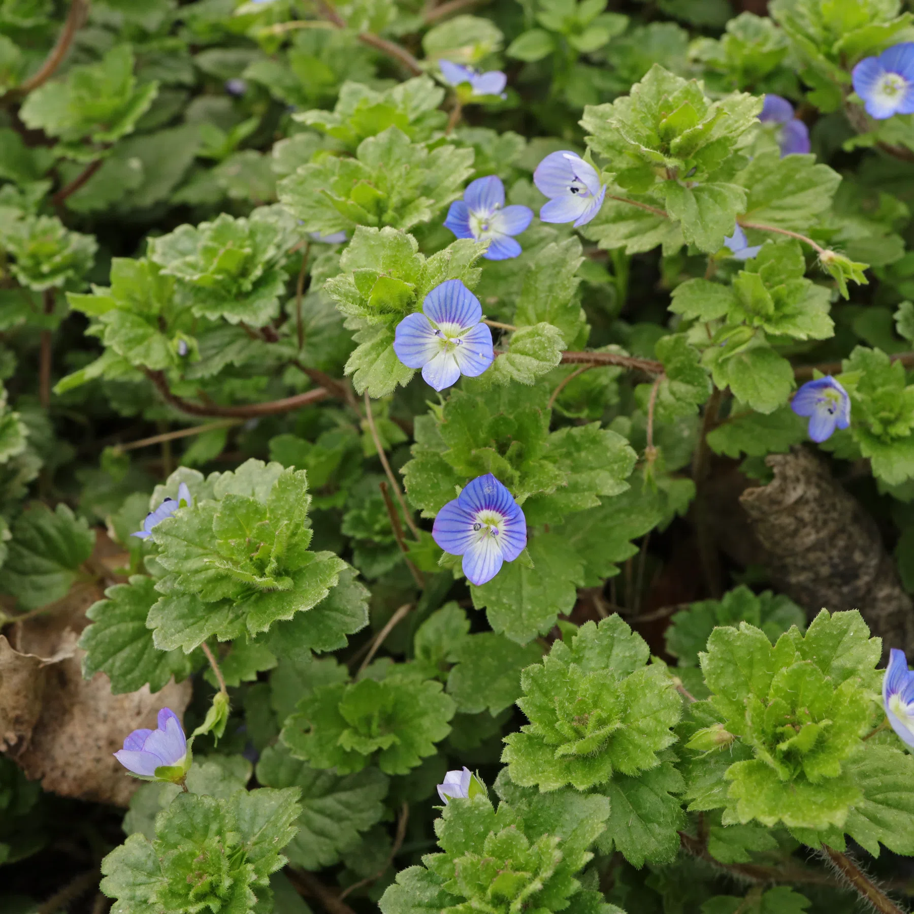 Veronica persica