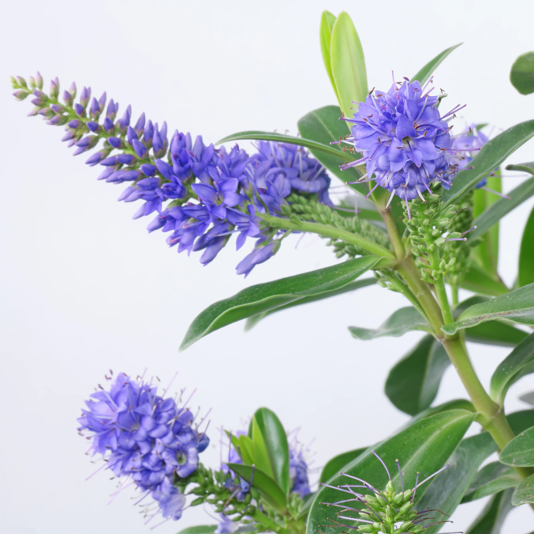 Veronica × andersonii