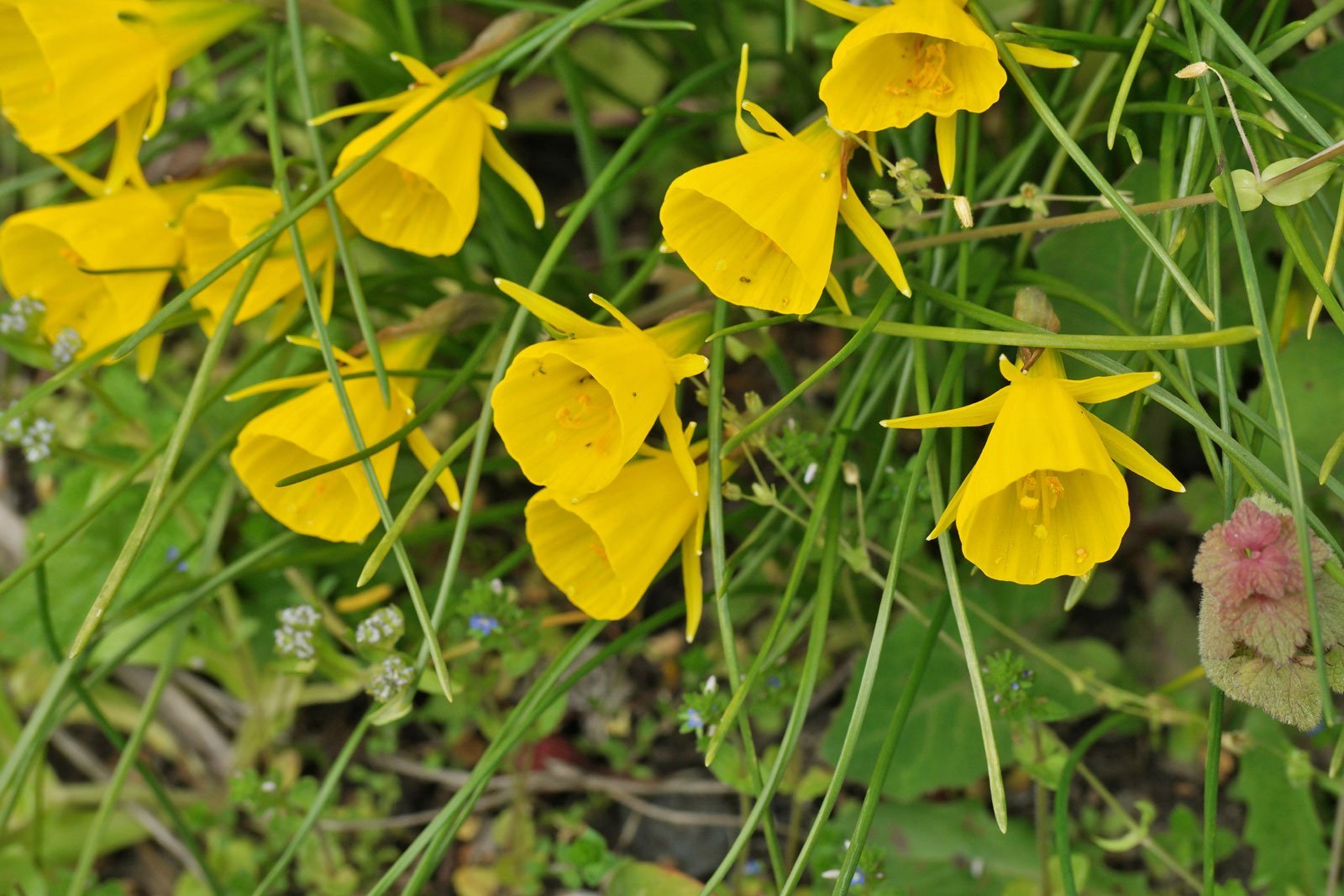 Narcissus bulbocodium