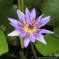 nymphaea colorata
