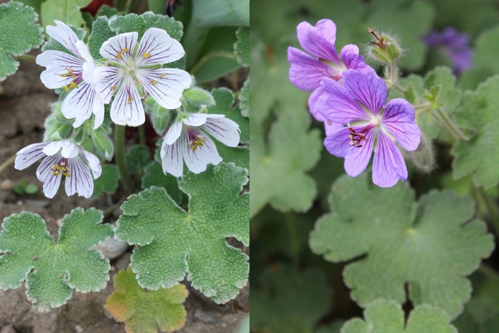 Geranium renardii