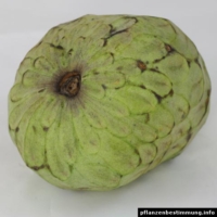 cherimoya